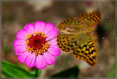 Прикрепленное изображение: DSC_0141-processed-800.jpg